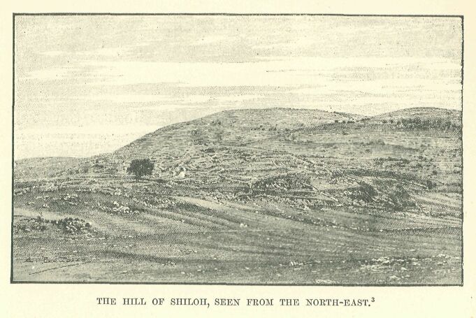 304.jpg the Hill of Shiloh, Seen from The North-east 
